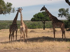 Country Région Pays KENYA Safari